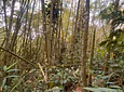 Aves entre Bosques y Cafetales | Rural Adventure Nature Center