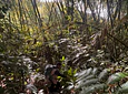Aves entre Bosques y Cafetales | Rural Adventure Nature Center