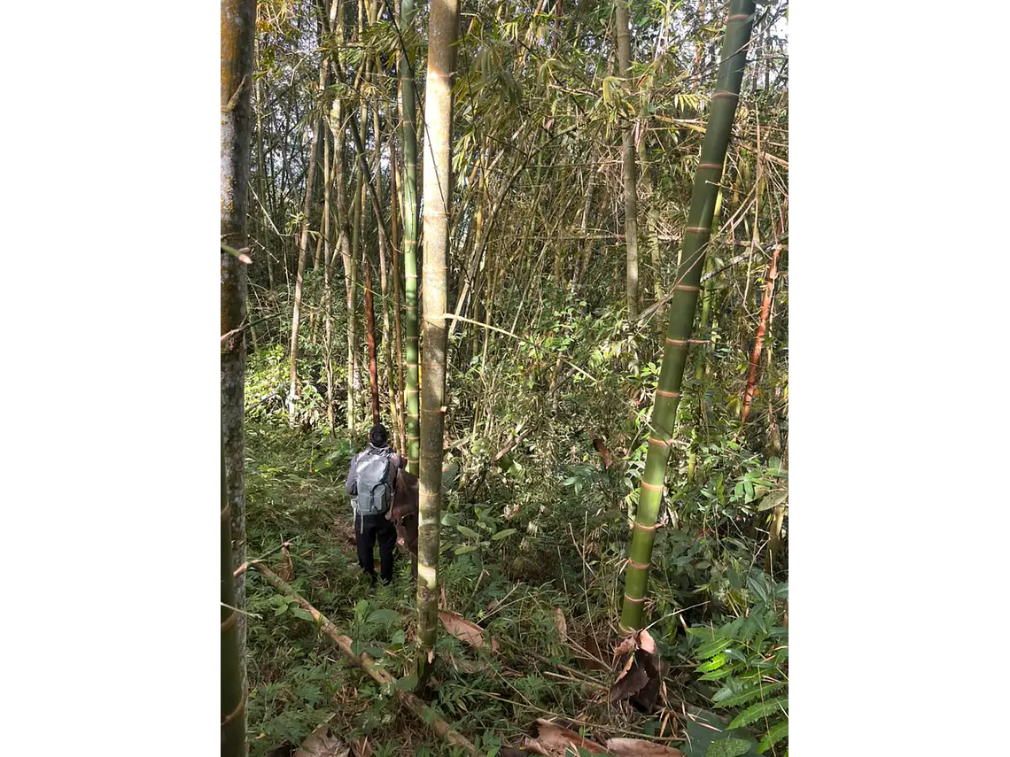 Aves entre Bosques y Cafetales | Rural Adventure Nature Center