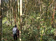 Aves entre Bosques y Cafetales | Rural Adventure Nature Center