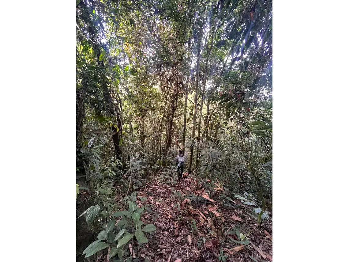 Aves entre Bosques y Cafetales | Rural Adventure Nature Center