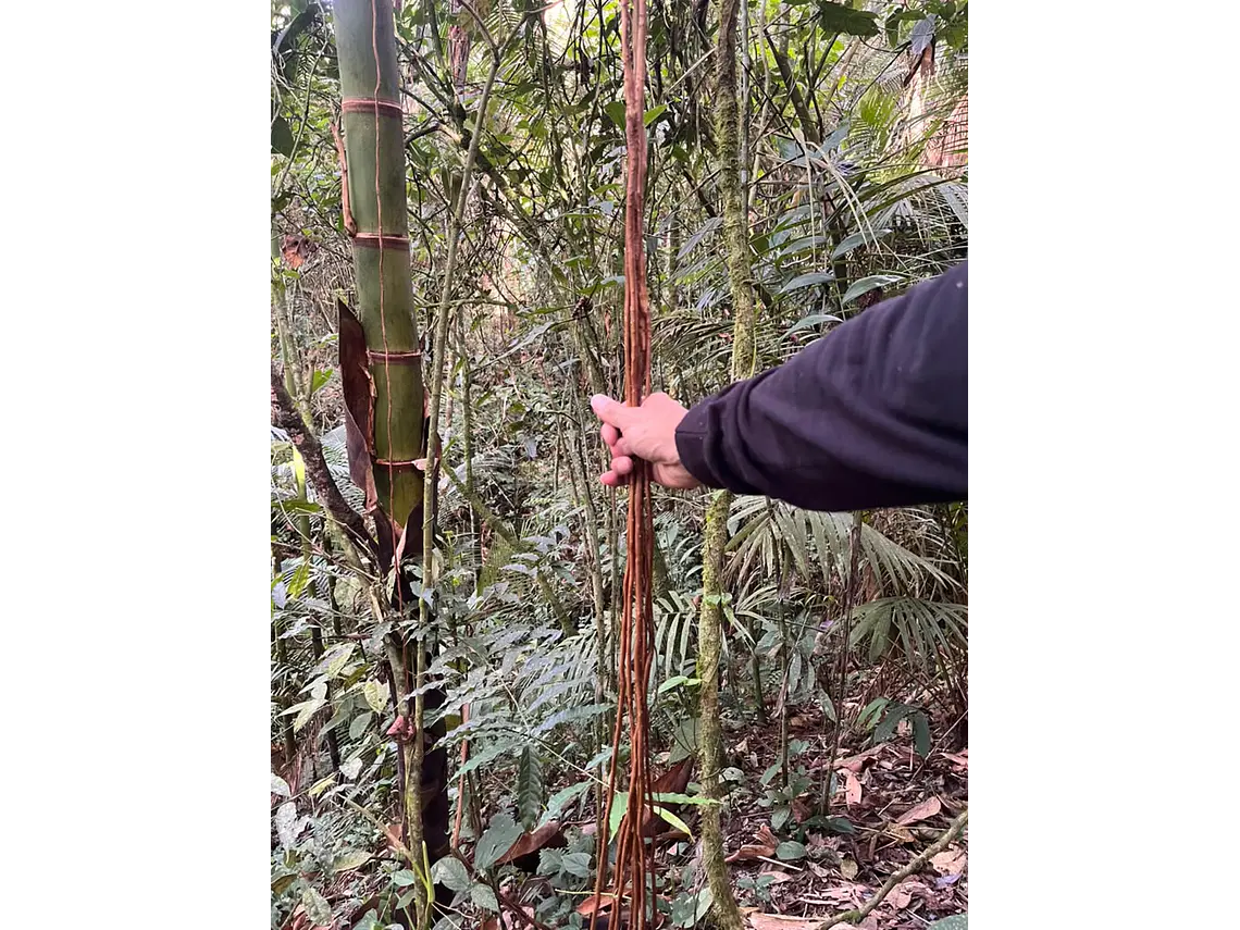 Aves entre Bosques y Cafetales | Rural Adventure Nature Center