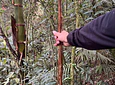 Aves entre Bosques y Cafetales | Rural Adventure Nature Center