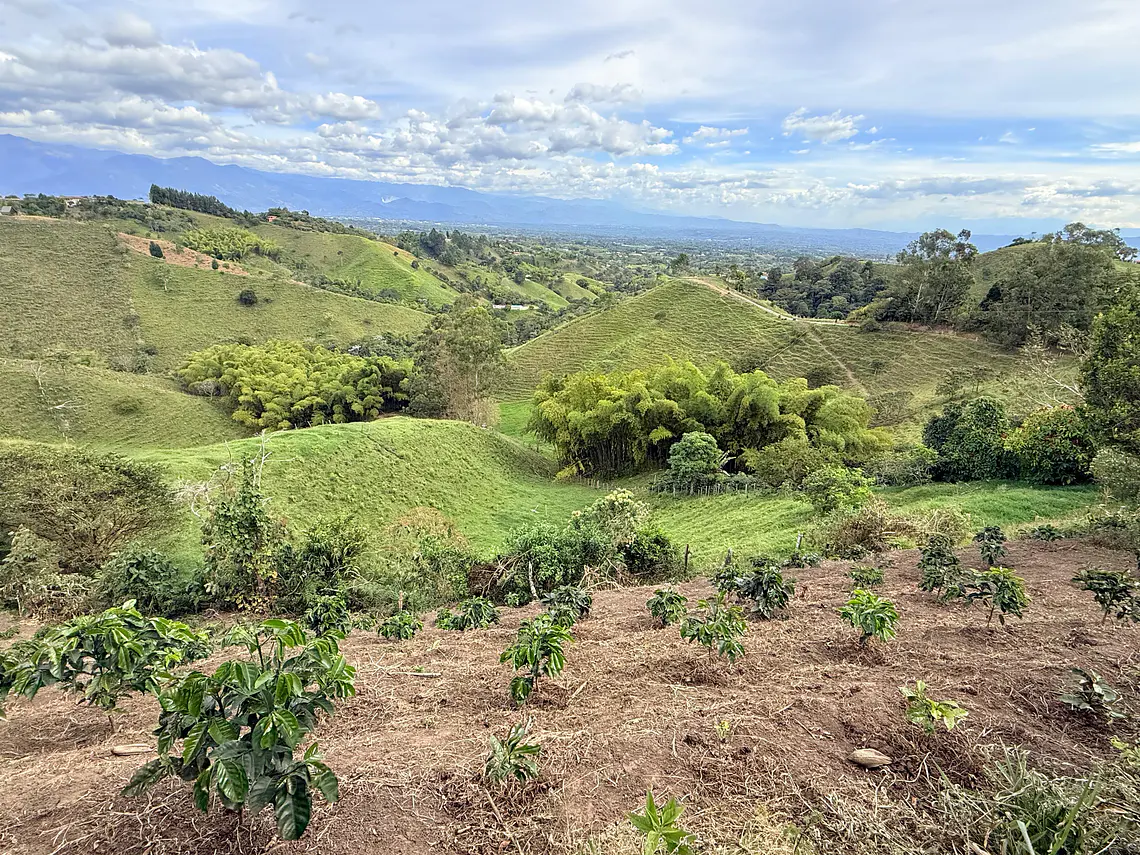 Aves entre Bosques y Cafetales | Rural Adventure Nature Center