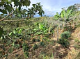 Aves entre Bosques y Cafetales | Rural Adventure Nature Center