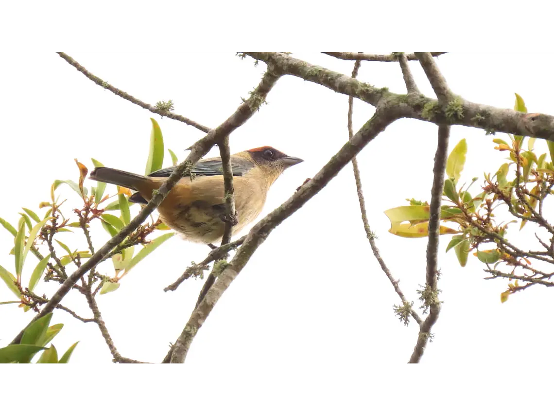 Aves entre Bosques y Cafetales | Rural Adventure Nature Center