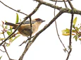 Aves entre Bosques y Cafetales | Rural Adventure Nature Center