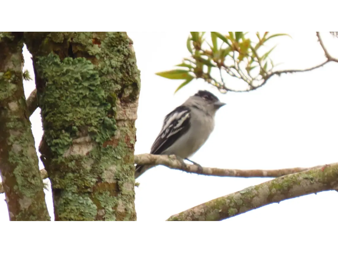Aves entre Bosques y Cafetales | Rural Adventure Nature Center