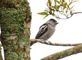 Aves entre Bosques y Cafetales | Rural Adventure Nature Center