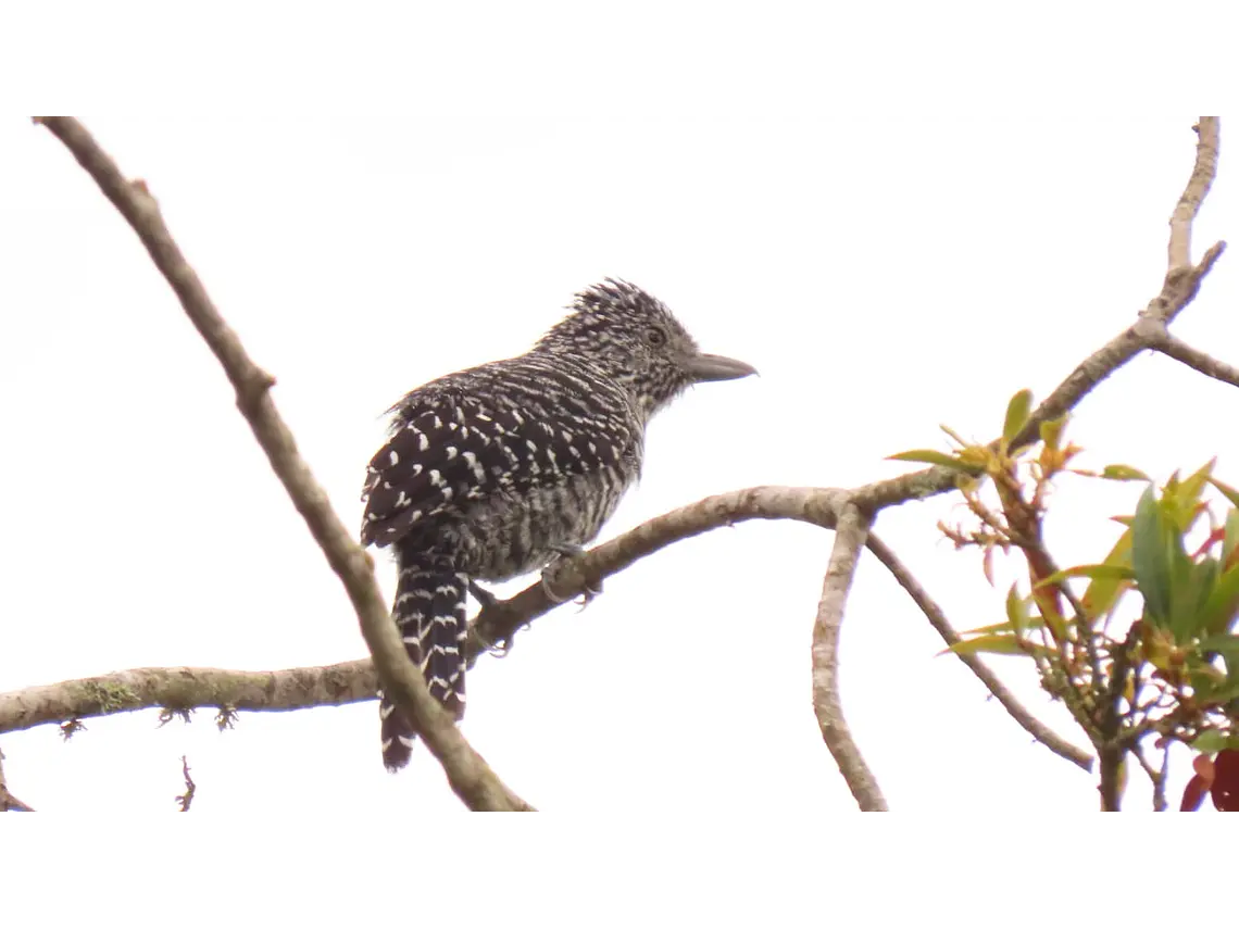 Aves entre Bosques y Cafetales | Rural Adventure Nature Center