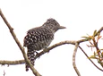 Aves entre Bosques y Cafetales | Rural Adventure Nature Center