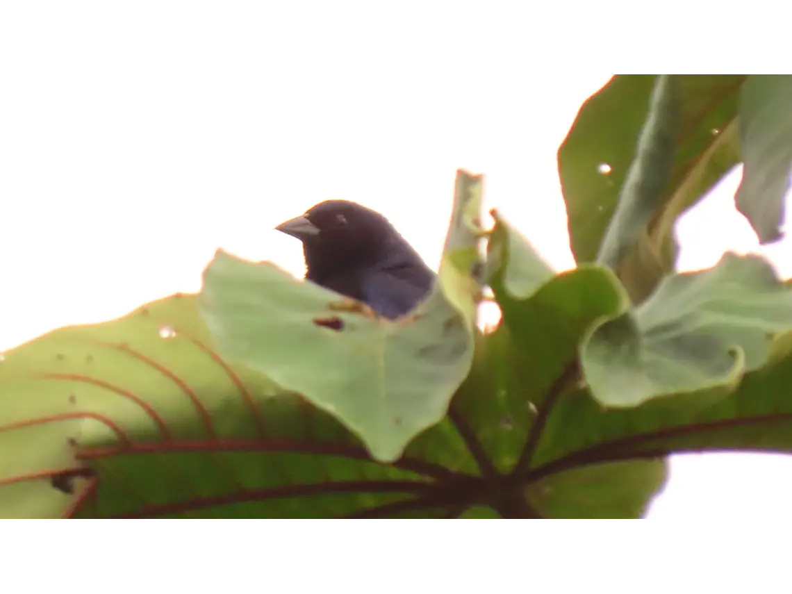 Aves entre Bosques y Cafetales | Rural Adventure Nature Center