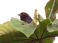 Aves entre Bosques y Cafetales | Rural Adventure Nature Center