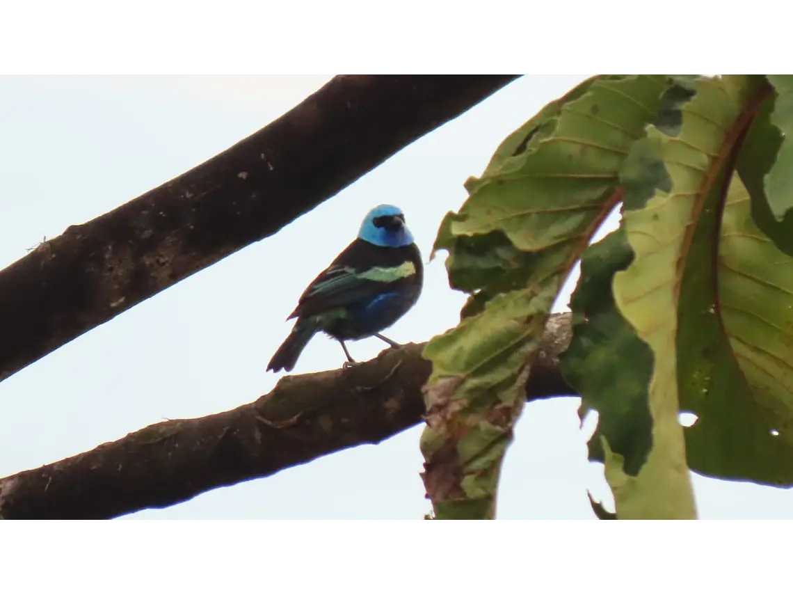 Aves entre Bosques y Cafetales | Rural Adventure Nature Center