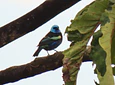 Aves entre Bosques y Cafetales | Rural Adventure Nature Center