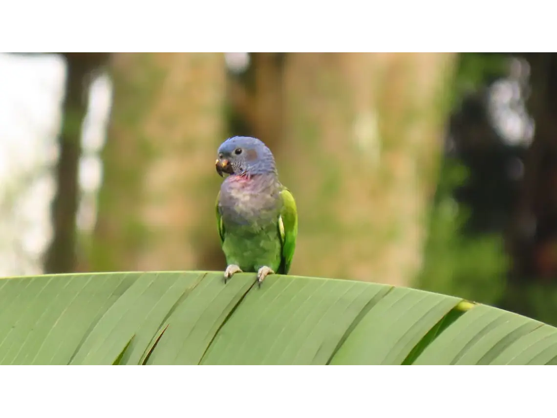 Aves entre Bosques y Cafetales | Rural Adventure Nature Center