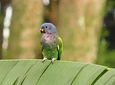 Aves entre Bosques y Cafetales | Rural Adventure Nature Center
