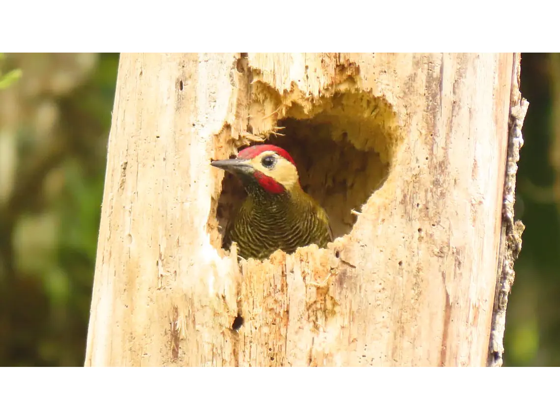 Aves entre Bosques y Cafetales | Rural Adventure Nature Center