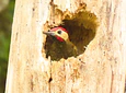 Aves entre Bosques y Cafetales | Rural Adventure Nature Center