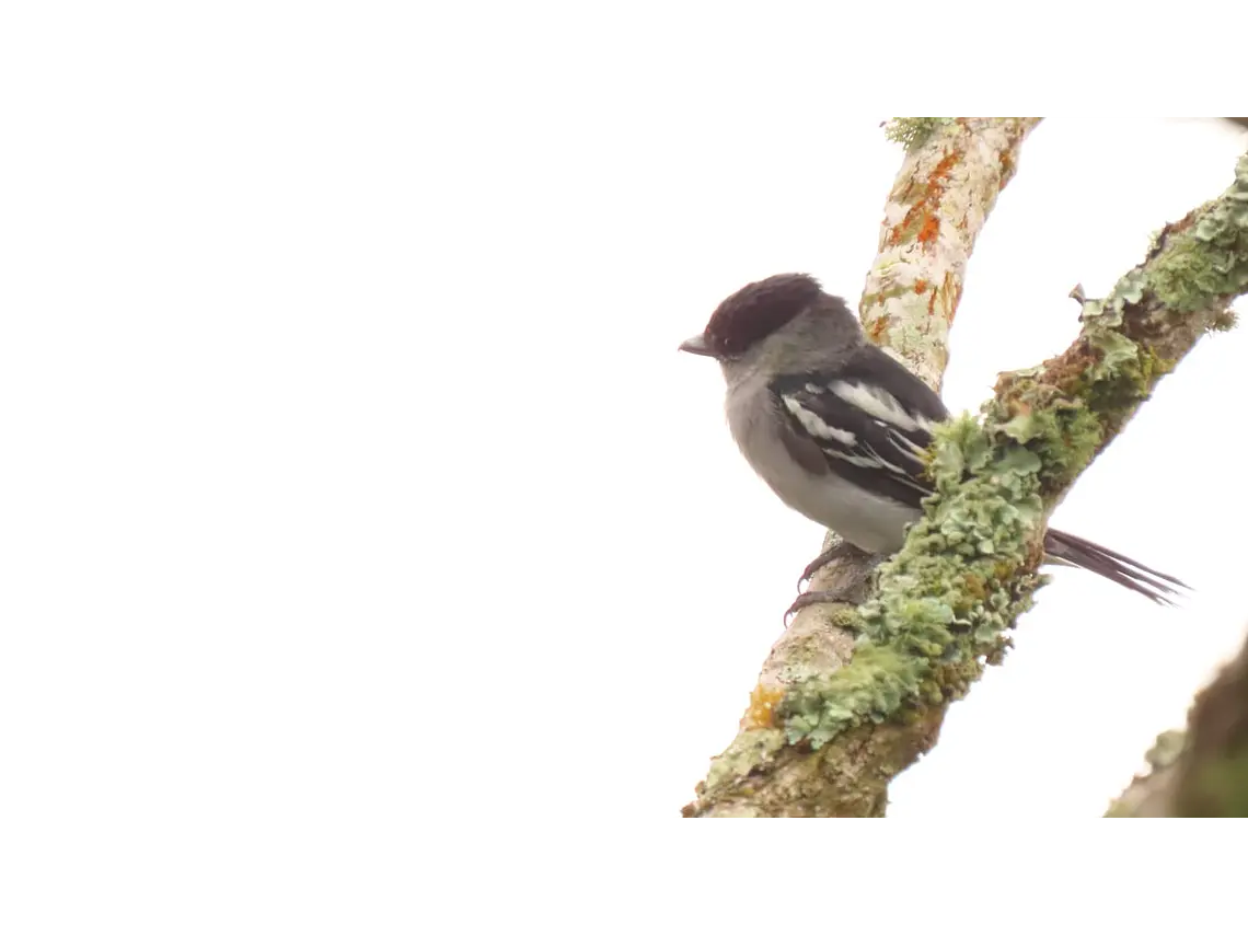 Aves entre Bosques y Cafetales | Rural Adventure Nature Center