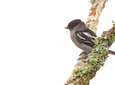 Aves entre Bosques y Cafetales | Rural Adventure Nature Center