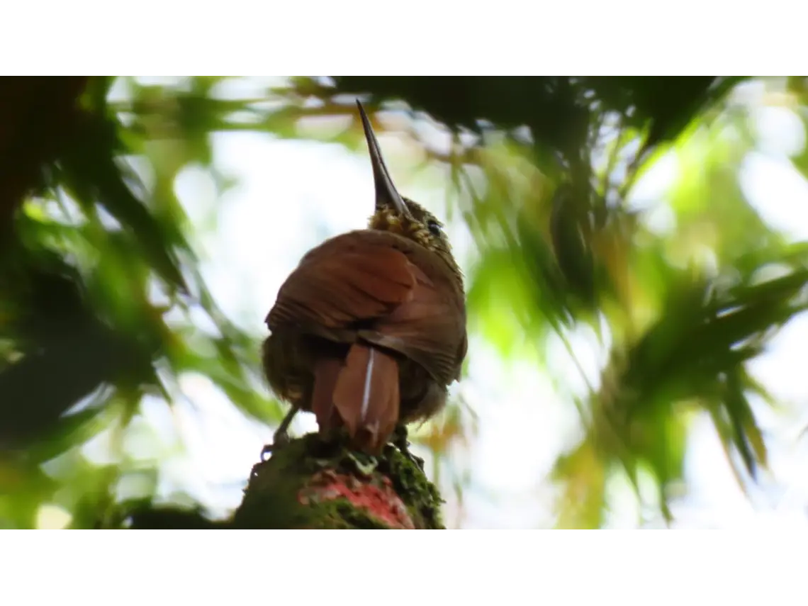 Aves entre Bosques y Cafetales | Rural Adventure Nature Center