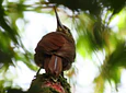 Aves entre Bosques y Cafetales | Rural Adventure Nature Center