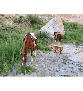 Quebrada Pulanca Horseback Riding