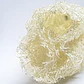 Lufa esponja 100% vegetal  - Miniatura 3
