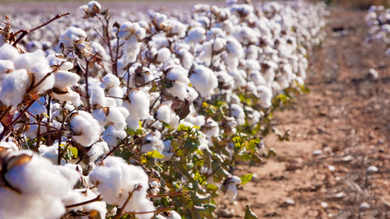 Por qué preferir algodón orgánico certificado?