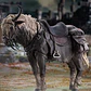 (Pre-Venta) Torrent the Spectral Steed Figma - Elden Ring - Miniatura 1
