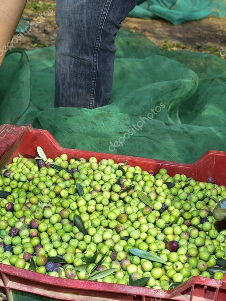 Rede Apanha de Azeitona 2