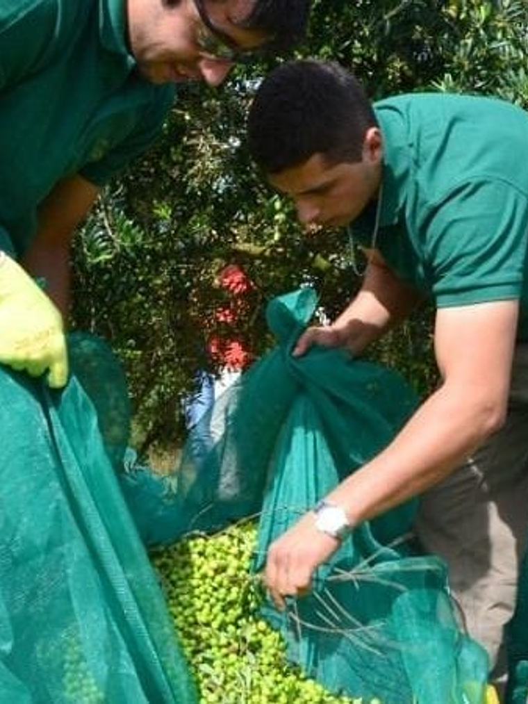 Rede Apanha de Azeitona 3