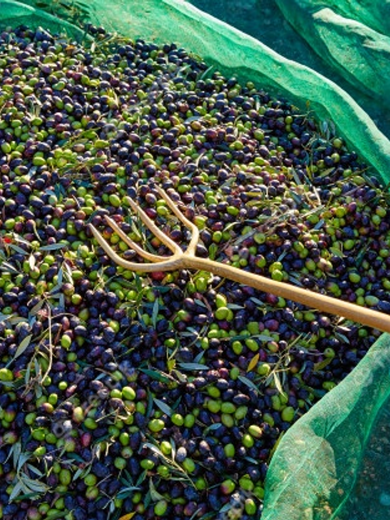 Rede Apanha de Azeitona 4