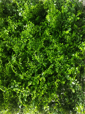 Jardim Vertical Fern