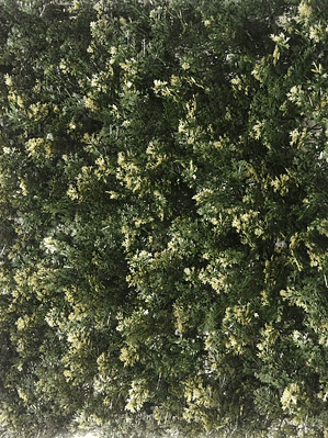 Jardim Vertical Cypress