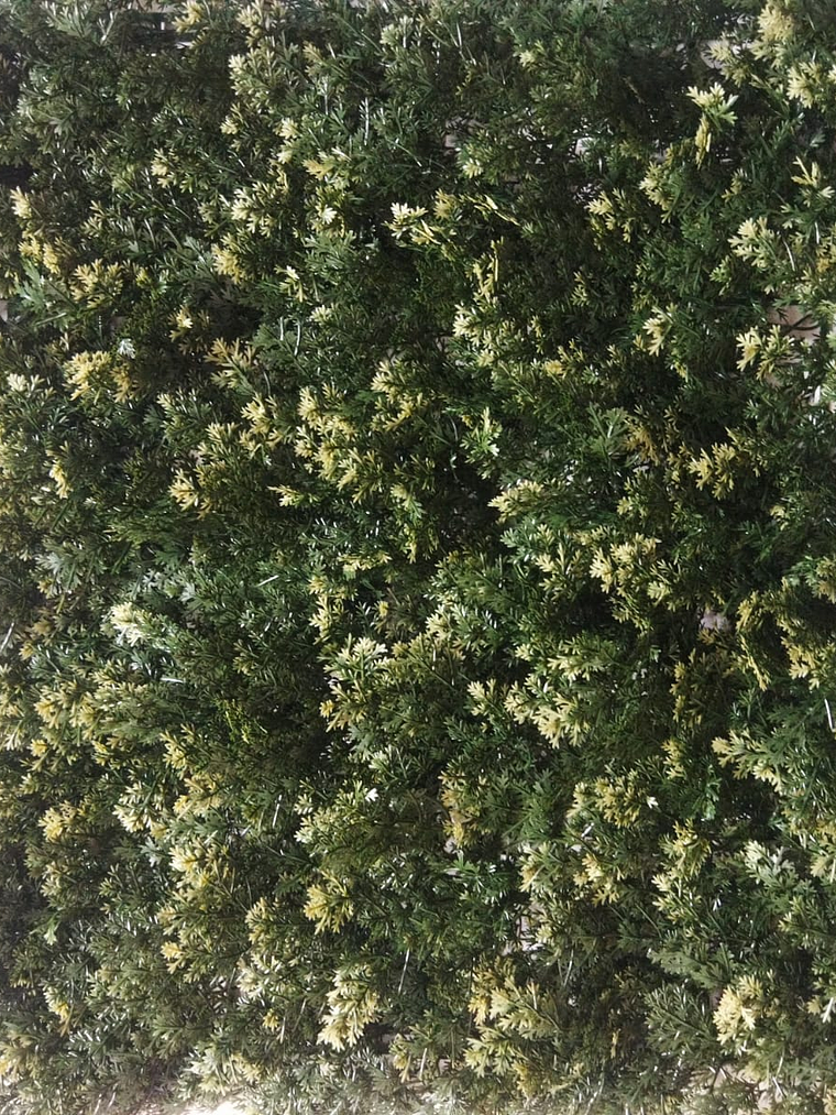 Jardim Vertical Cypress 1