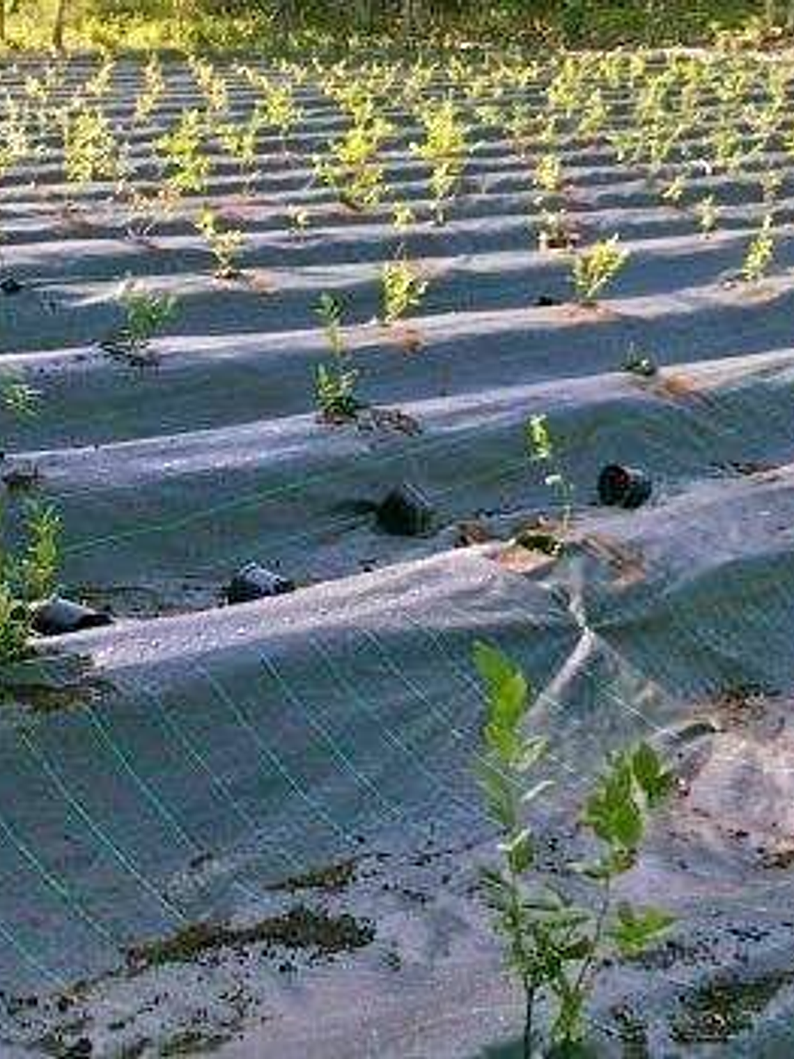 Tela anti-ervas Preta 1