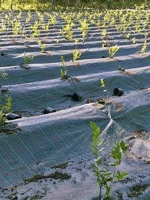 Tela anti-ervas Preta