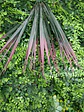 Planta Artificial para Jardim Vertical-Broto de Pinheiro - vignette 2