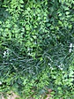 Planta Artificial para Jardim Vertical-Gipsólia+Alecrim - vignette 2