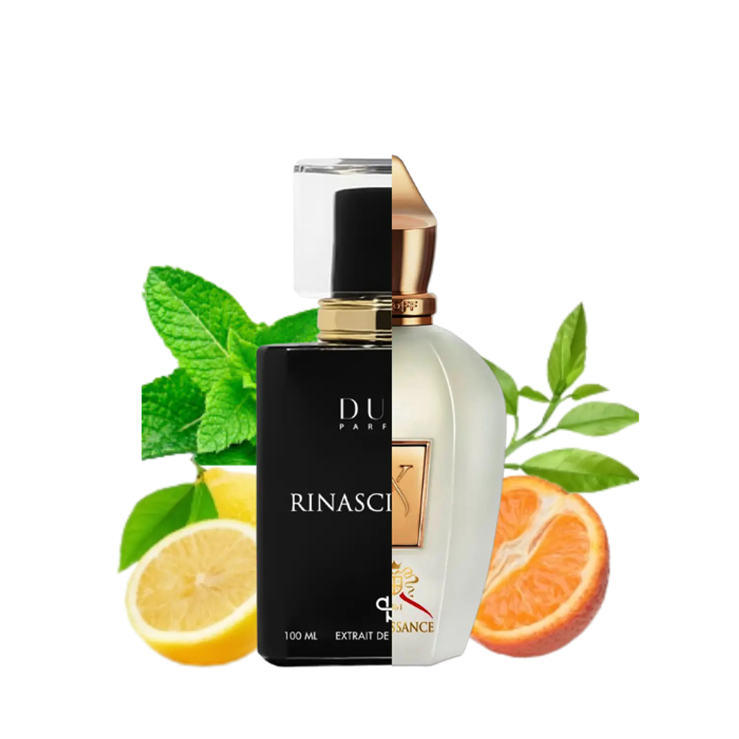 PERFUME DUPE PARFUMS RINASCIMENTO UNISEX EDP 100 ML / 3 ML 1