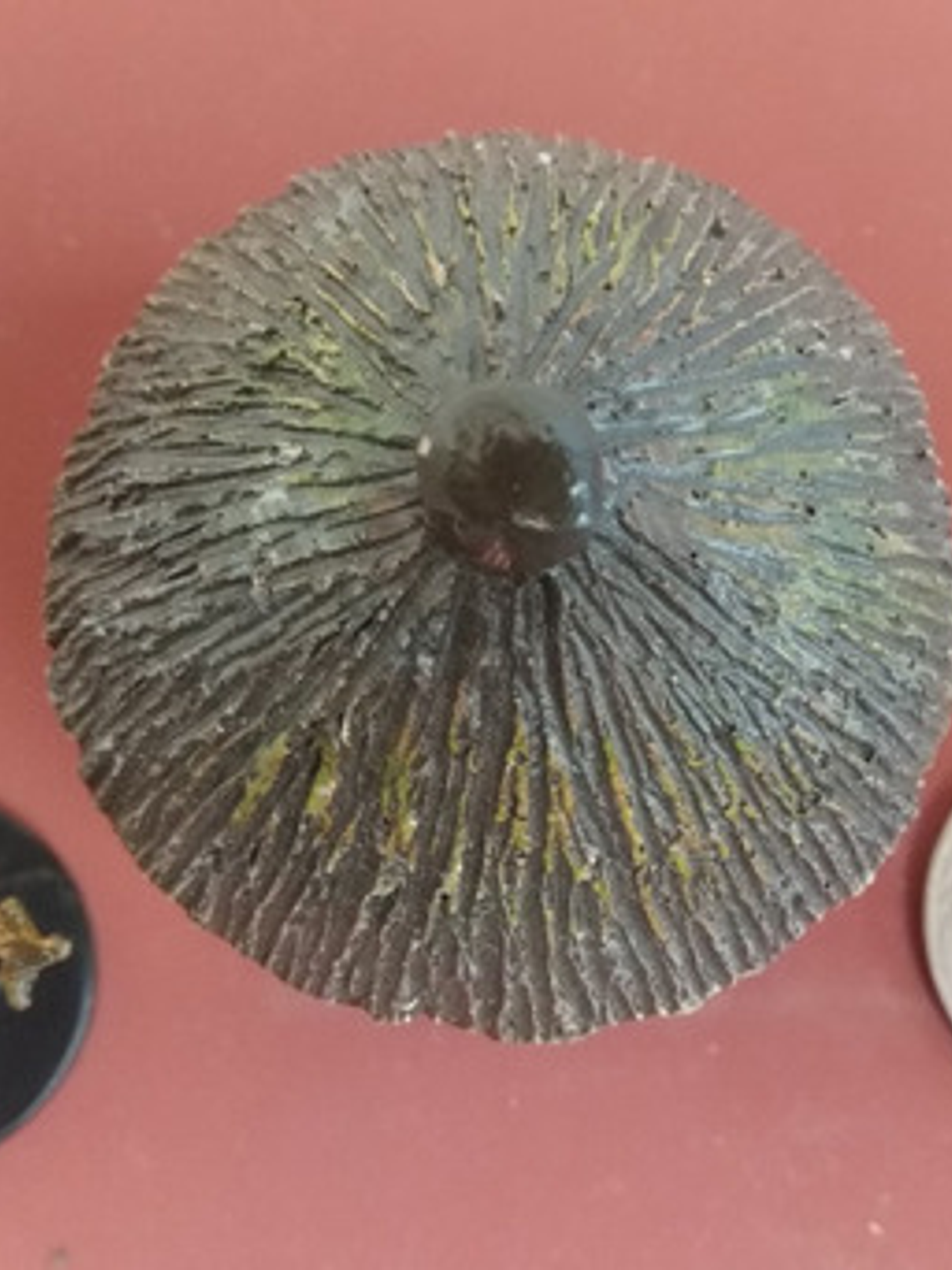 Choza Goblin Miniatura Terreno Modelismo Dungeons & Dragons 3