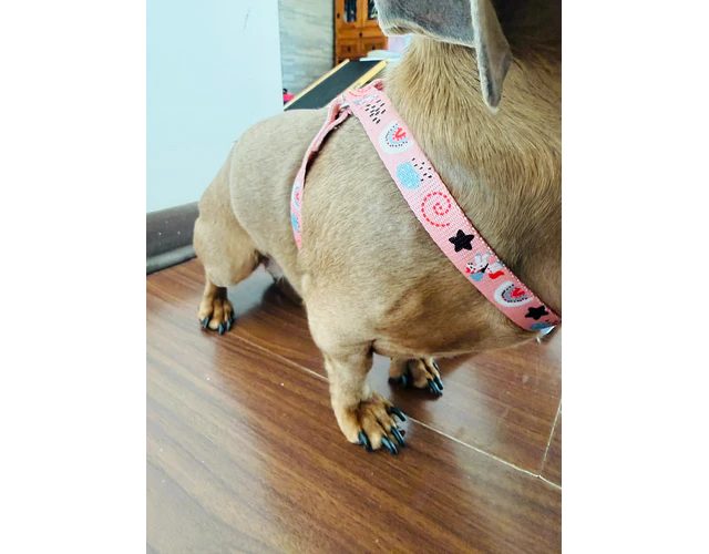 Arnés tipo Y para Dachshund – Tamaño Kaninchen / Cachorro 