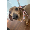 Arnés tipo Y para Dachshund – Tamaño Kaninchen / Cachorro 