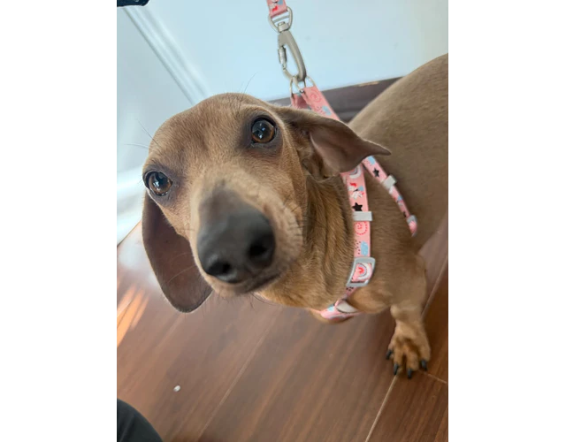 Arnés tipo Y para Dachshund – Tamaño Kaninchen / Cachorro 