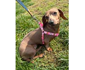 Arnés Tipo Y para Dachshund – Tamaño Miniatura 🐾