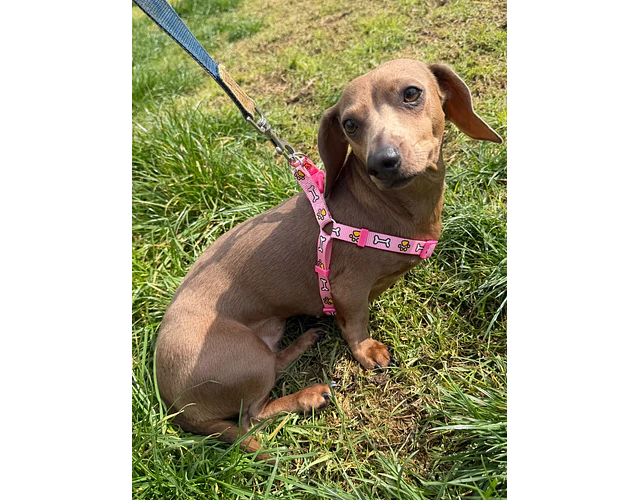 Arnés Tipo Y para Dachshund – Tamaño Miniatura 🐾