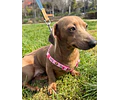 Arnés Tipo Y para Dachshund – Tamaño Miniatura 🐾