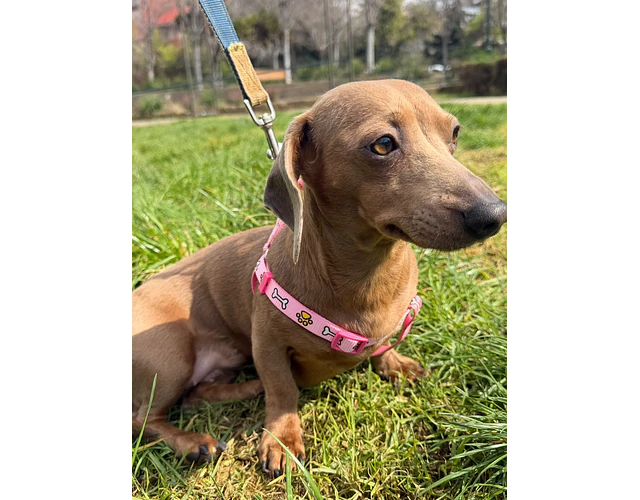 Arnés Tipo Y para Dachshund – Tamaño Miniatura 🐾